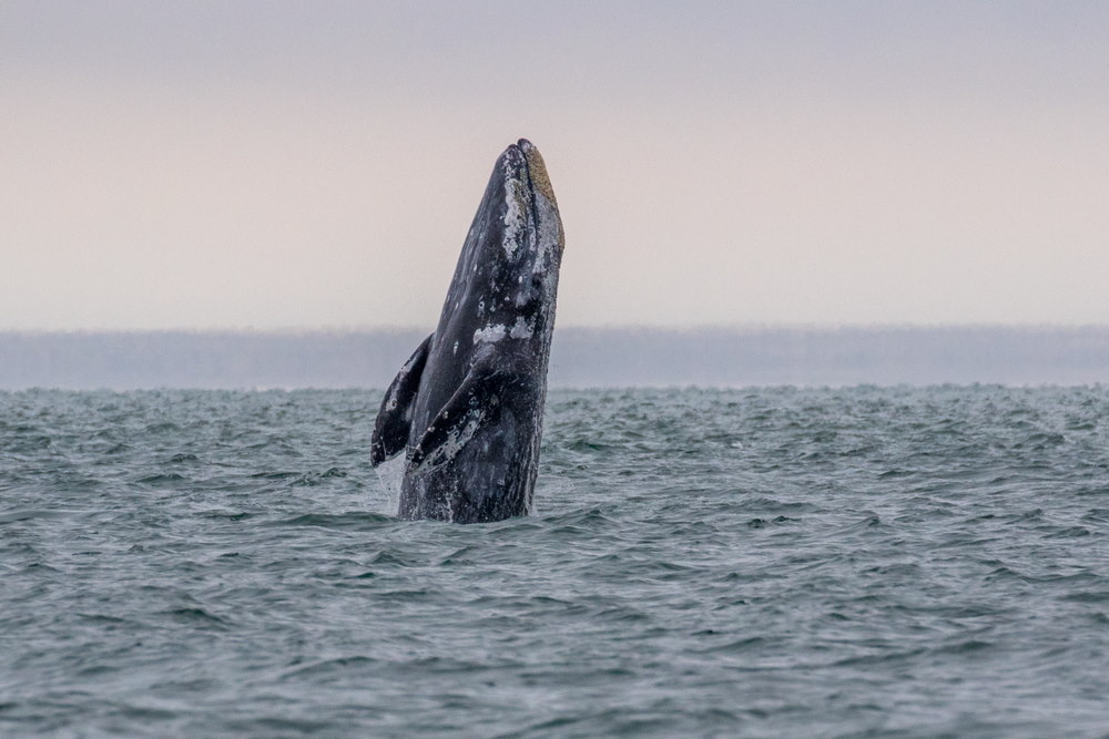 Grijze Walvis