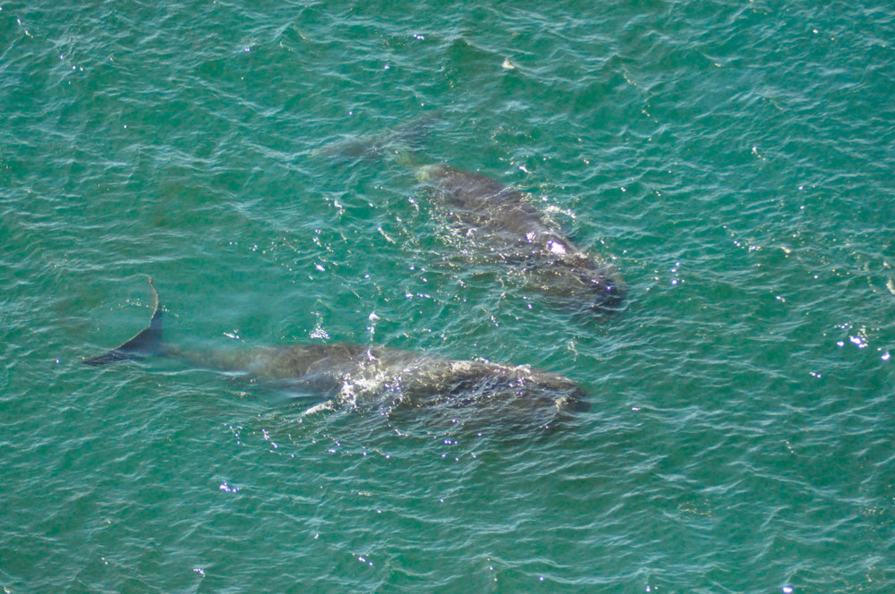 Groenlandse walvis