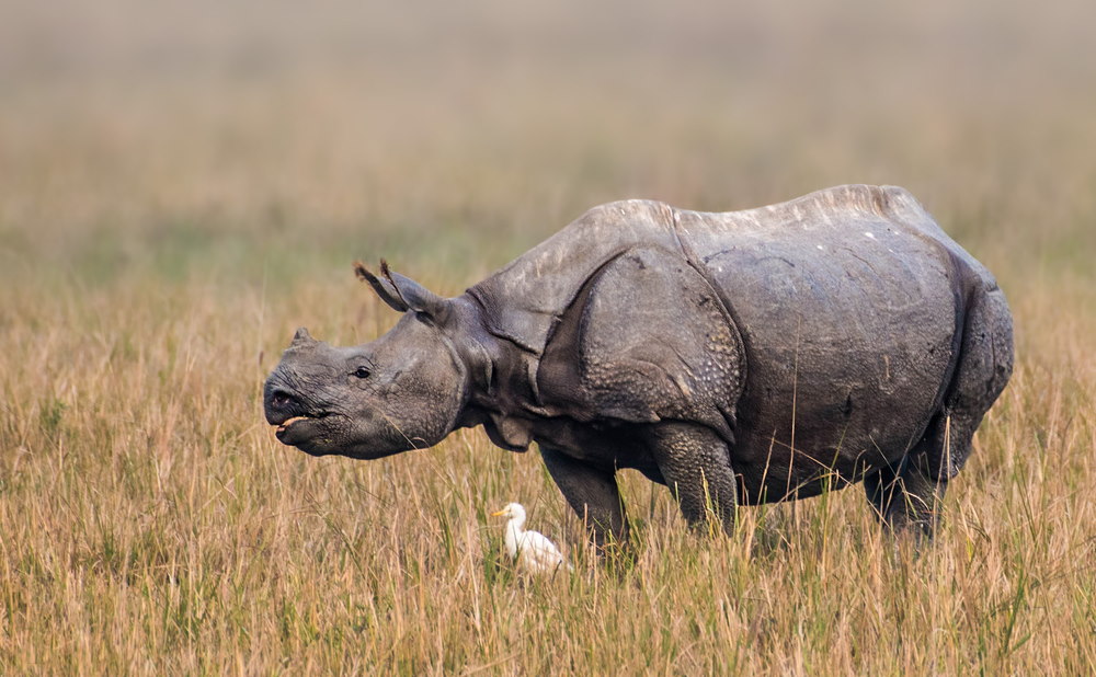 Indische neushoorn