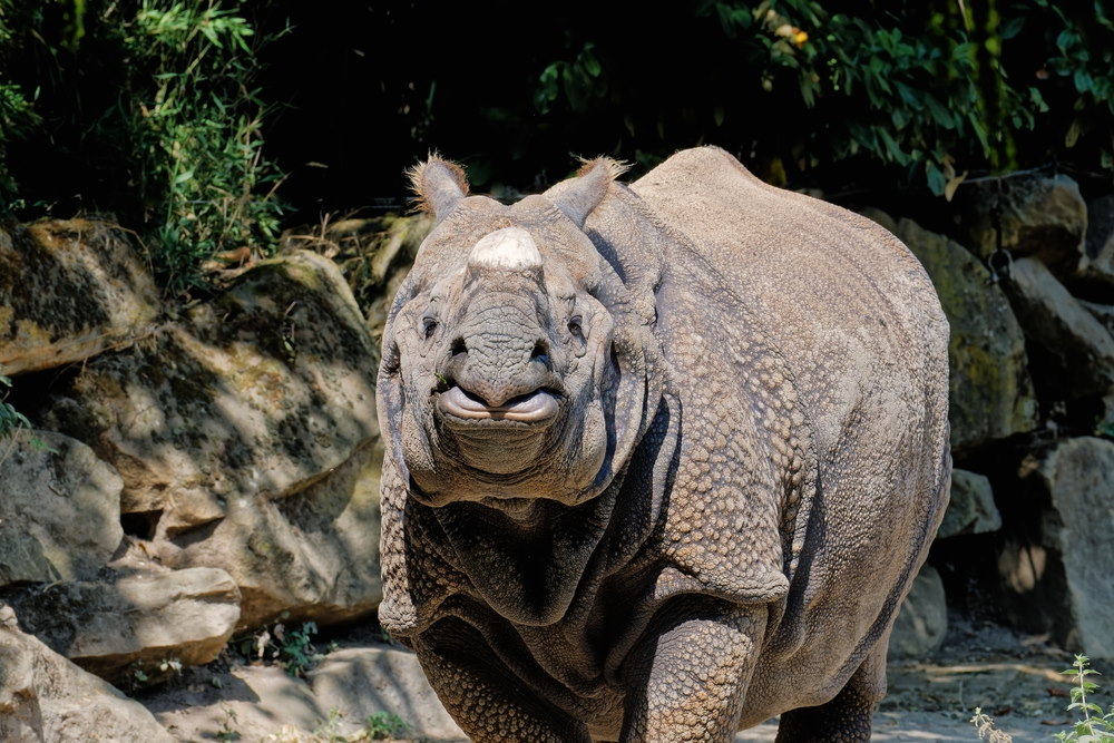 Javaanse neushoorn