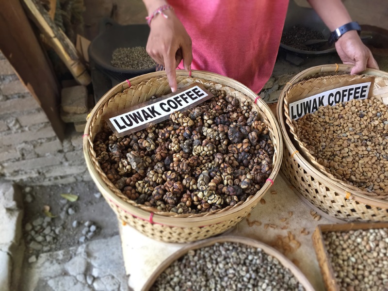 Kopi Luwak