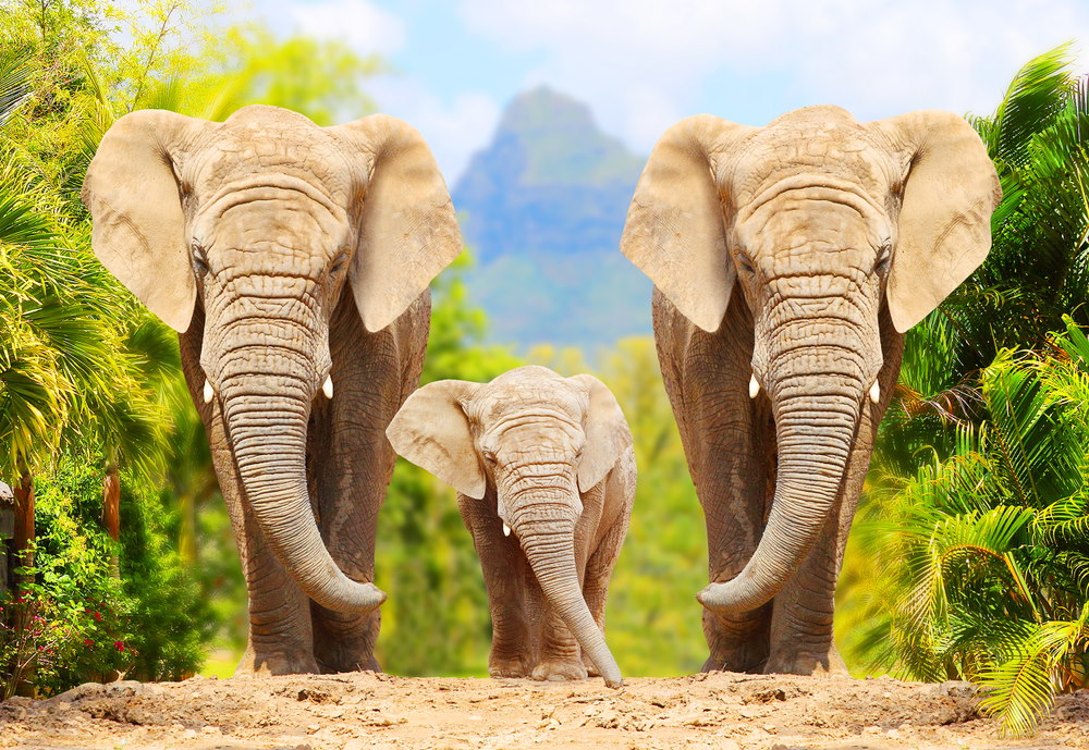 Savanneolifant