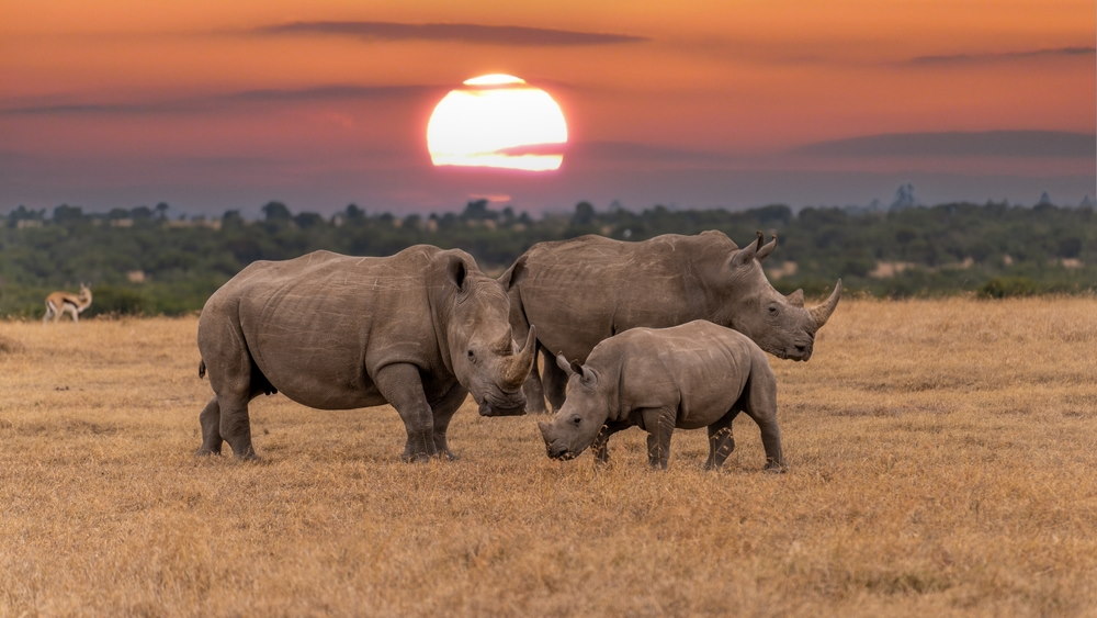 Witte Neushoorn