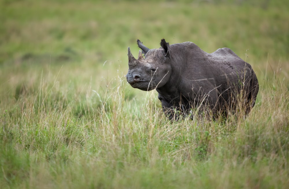 Zwarte neushoorn