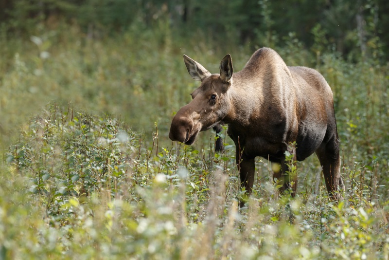 eland