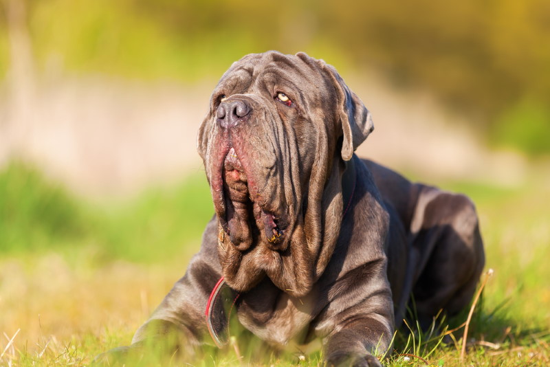 Mastino Napoletano
