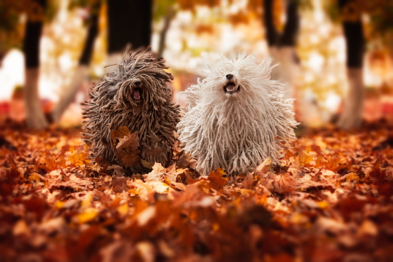 Puli dog