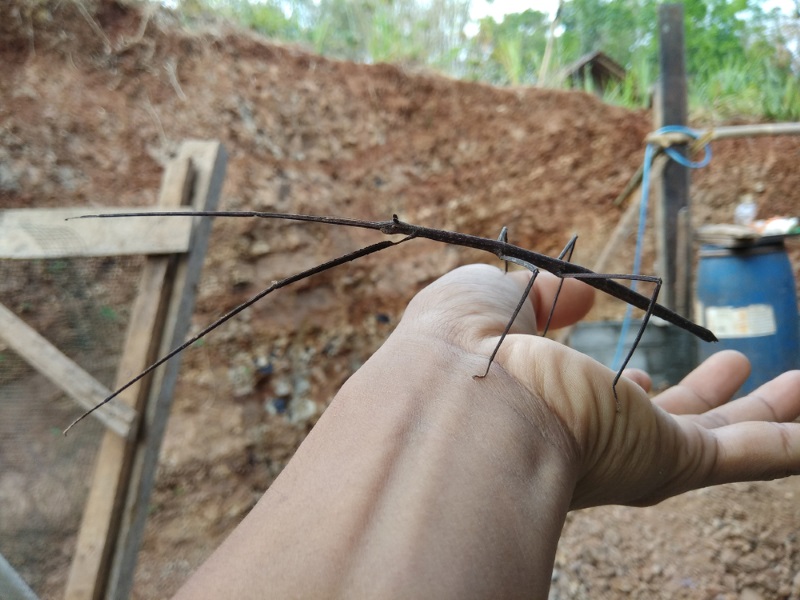 Phobaeticus chani