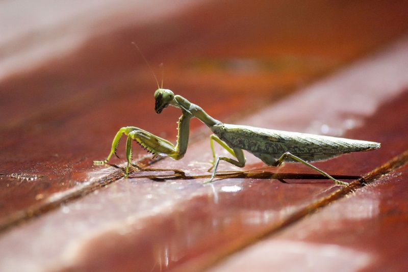Tenodera sinensis