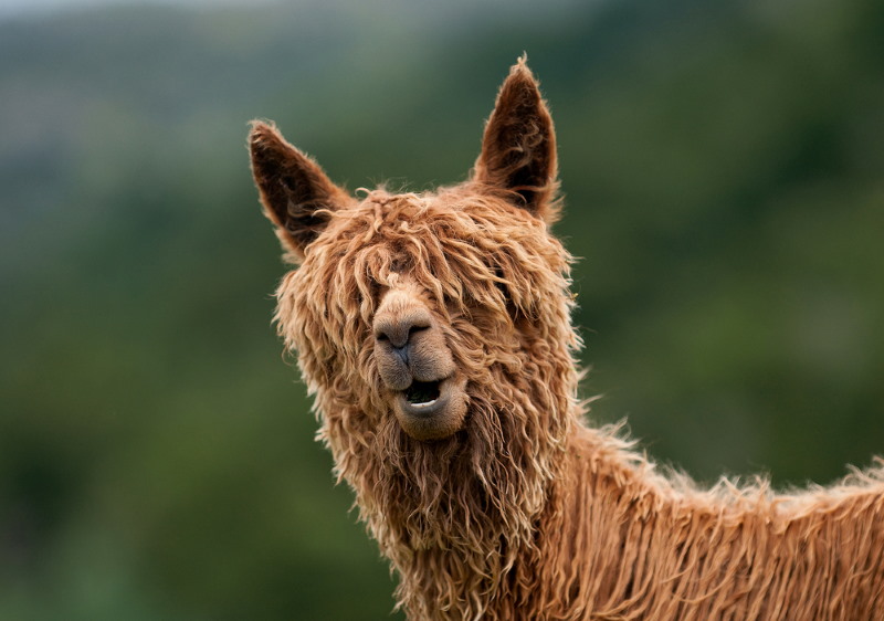 Alpaca