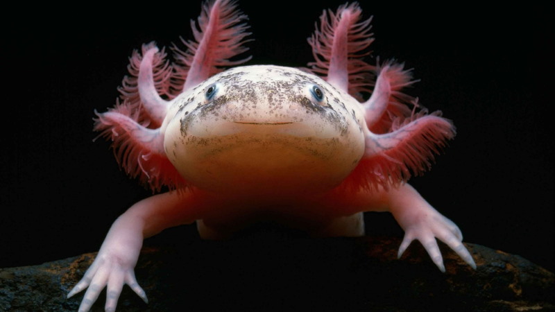 Axolotl