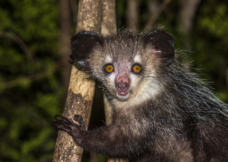 Aye-Aye) vogeldier