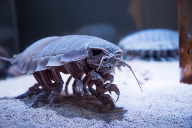 Bathynomus giganteus - reuzenpissenbed