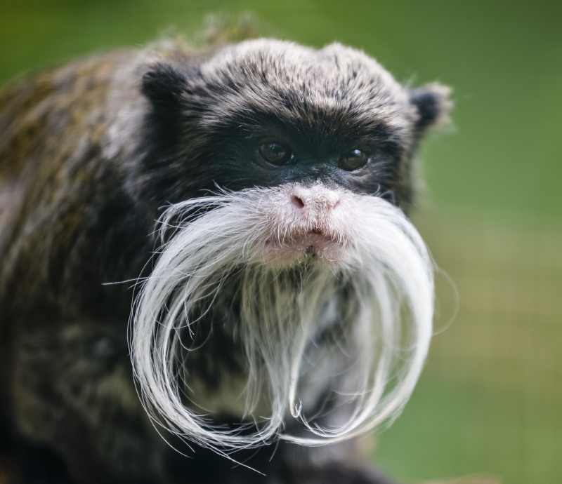 Keizertamarin