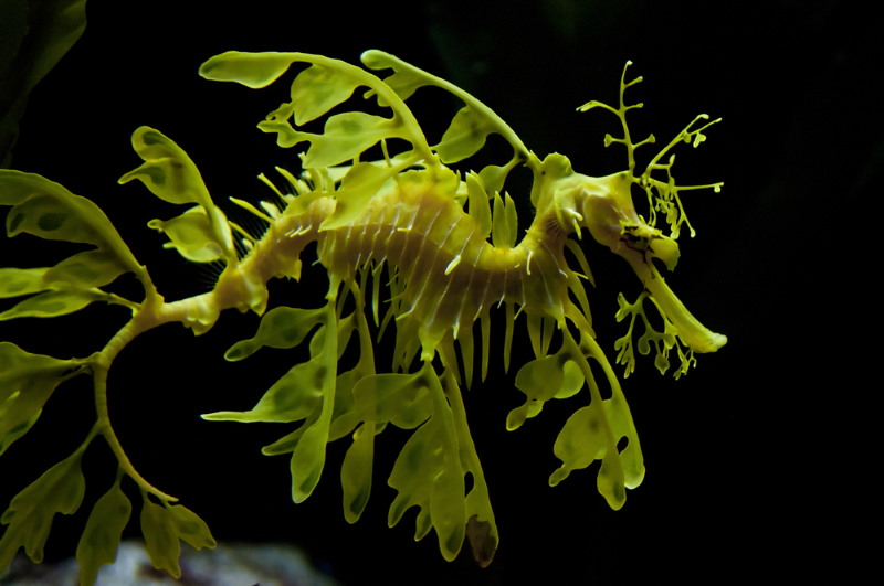 Phycodurus eques - grote rafelvis