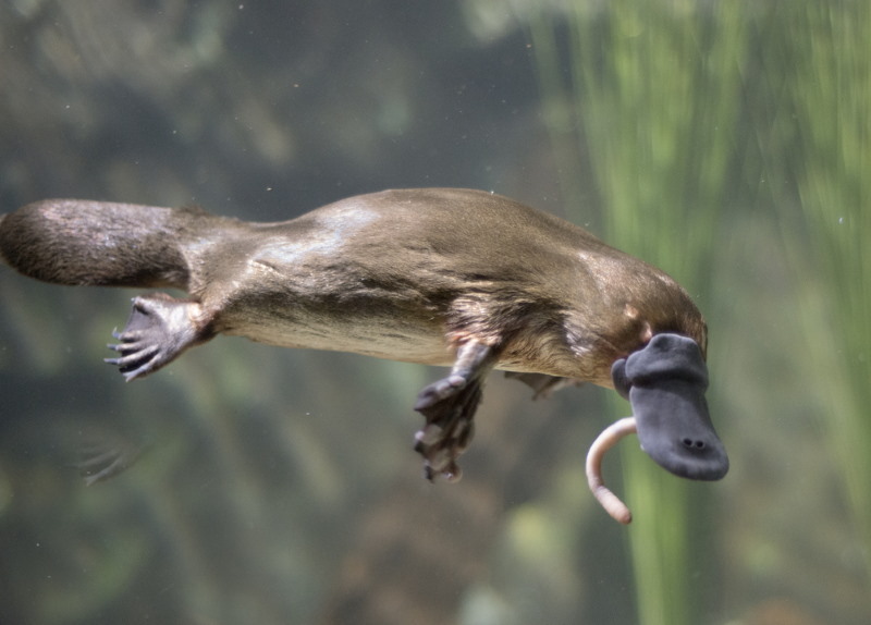 Vogelbekdier