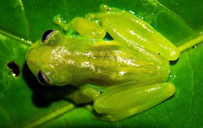 glaskikker