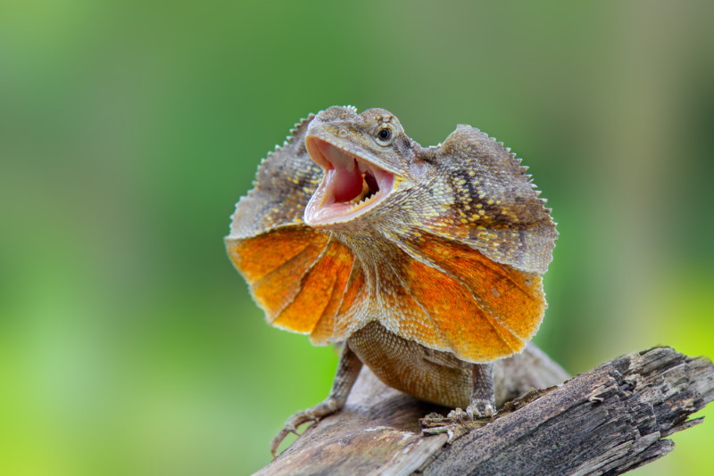 kraaghagedis