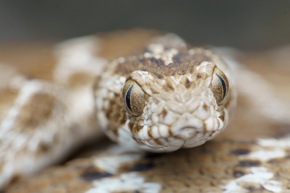 Zandrateladder