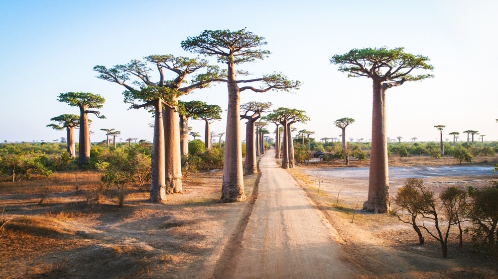 Baobabs Baobabs