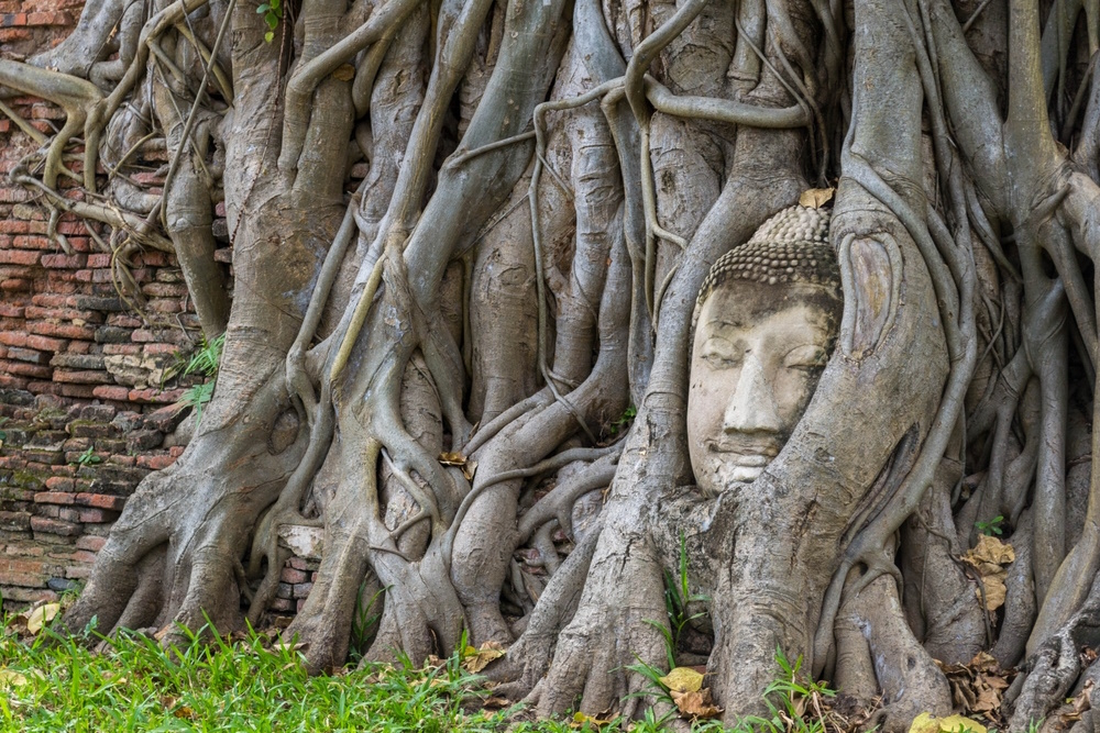 Bodhiboom