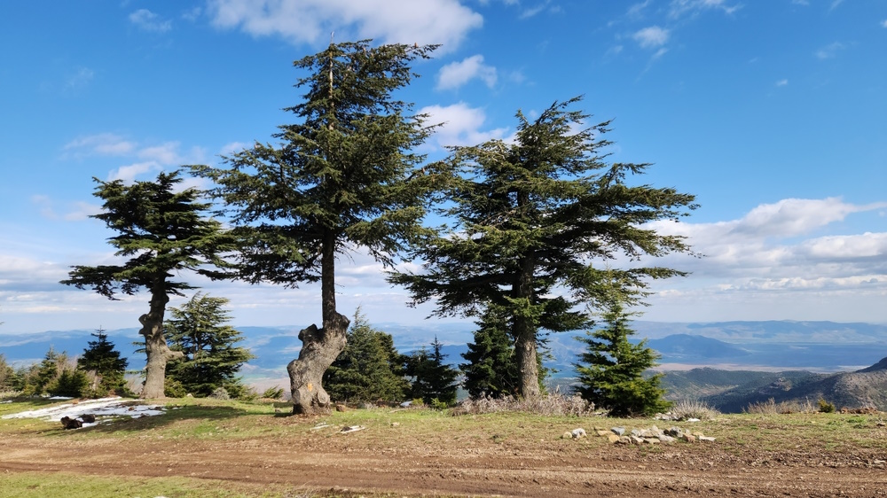 Cedars of God Cedars of God
