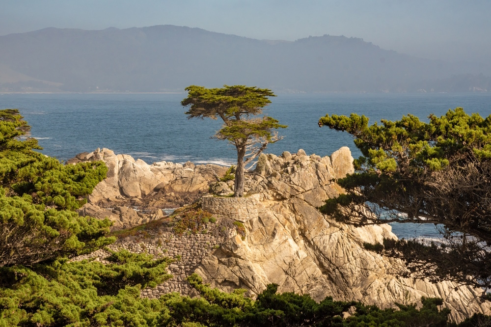 Lone Cypress Lone Cypress