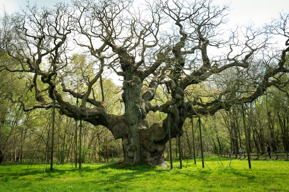 major oak major oak