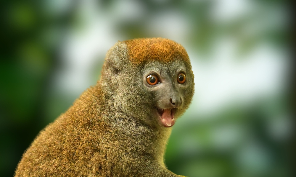Breedsnuithalfmaki