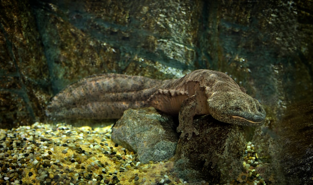 Chinese reuzensalamander