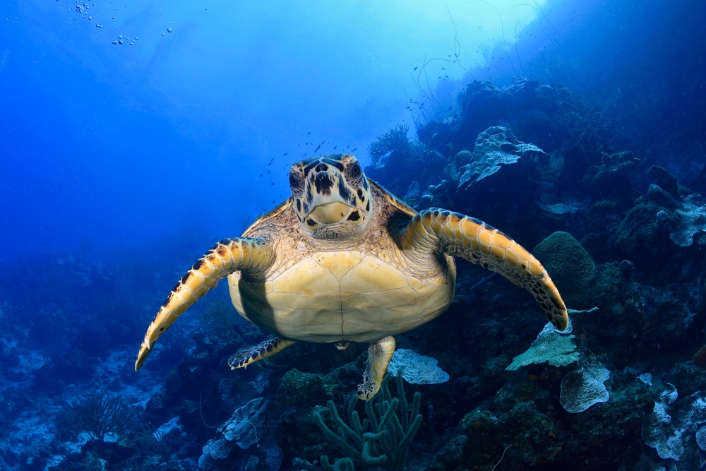Karetschildpad