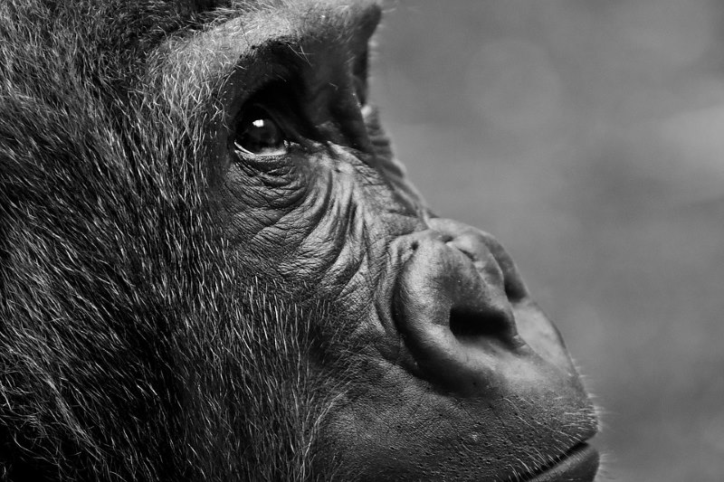 gorilla beschermd