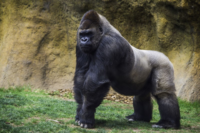 gorilla