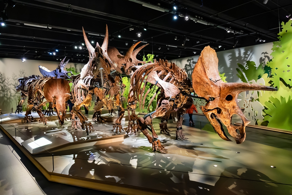 naturalis naturalis