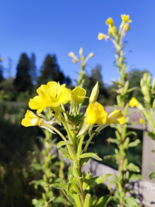 teunisbloem