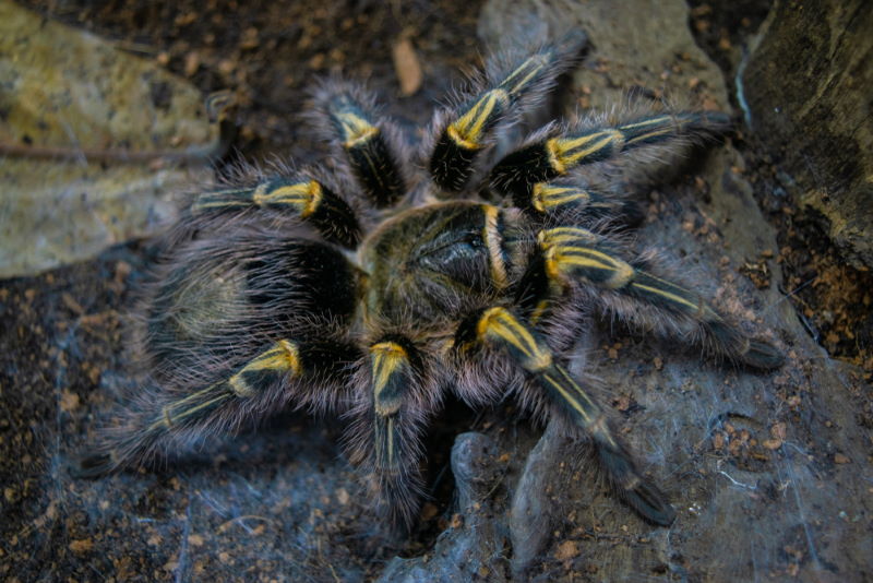 Grammostola pulchripes