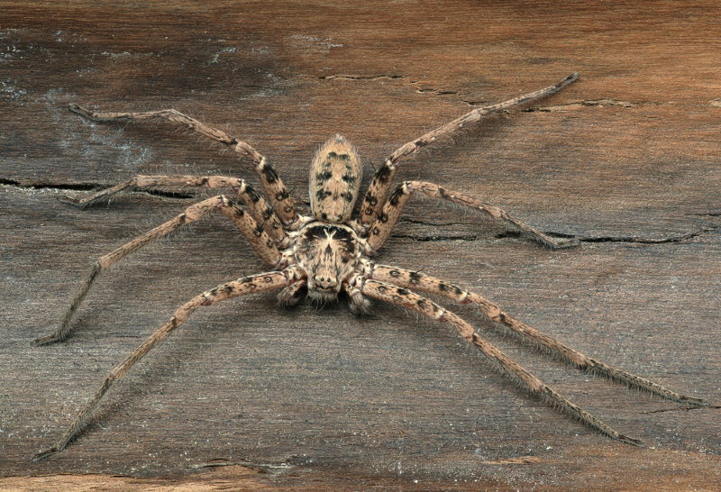 Heteropoda maxima