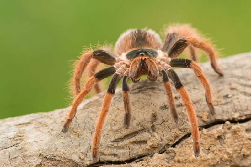 Megaphobema robustum