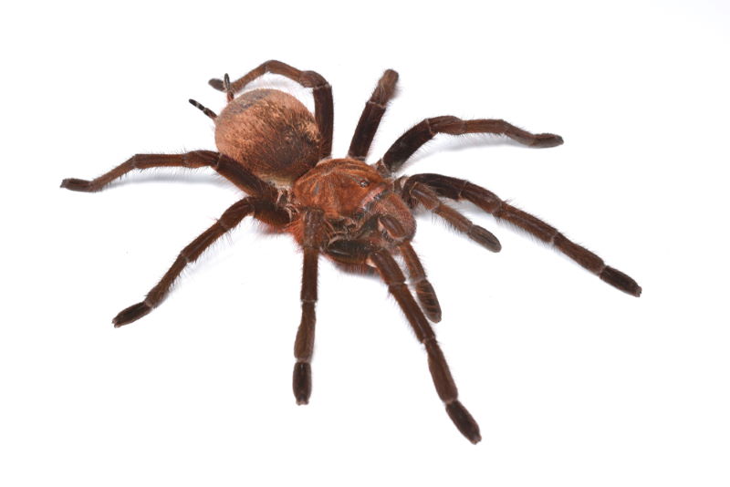 Theraphosa apophysis