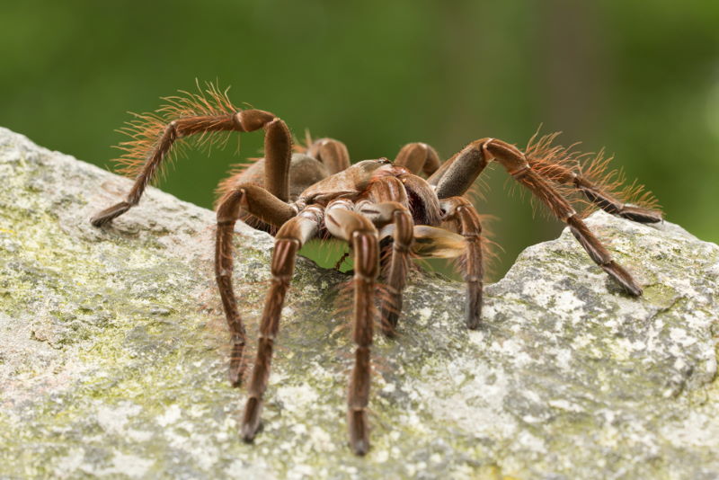 Theraphosa blondi