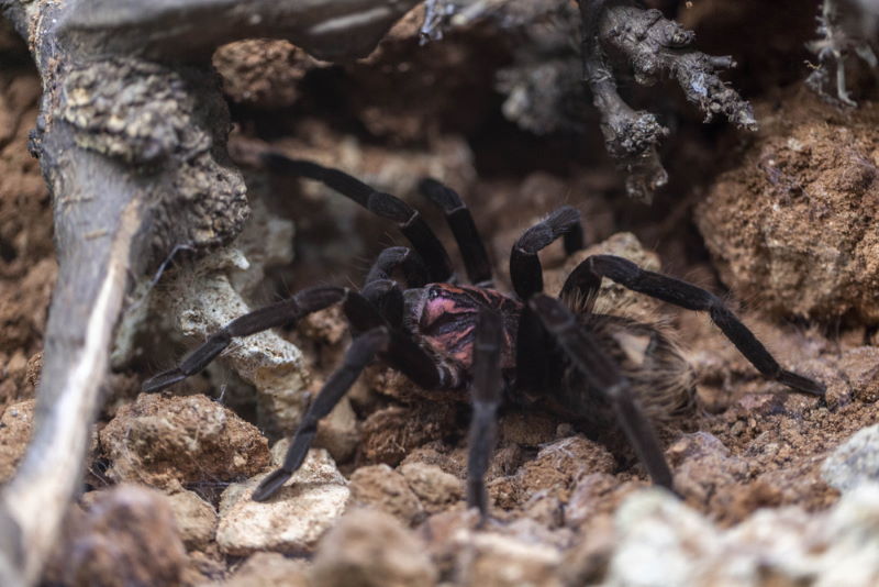 Xenesthis immanis