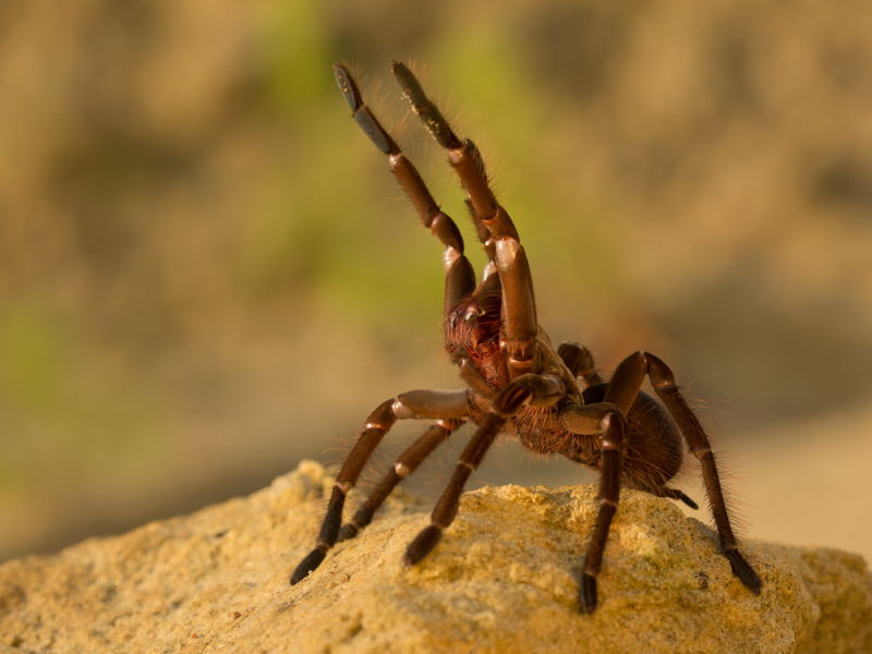 goliath vogelspin