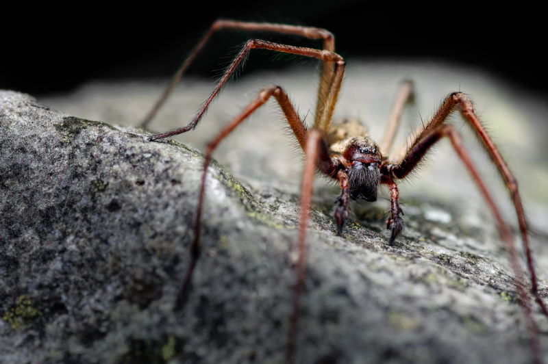 tegenaria atrica - grote huisspin