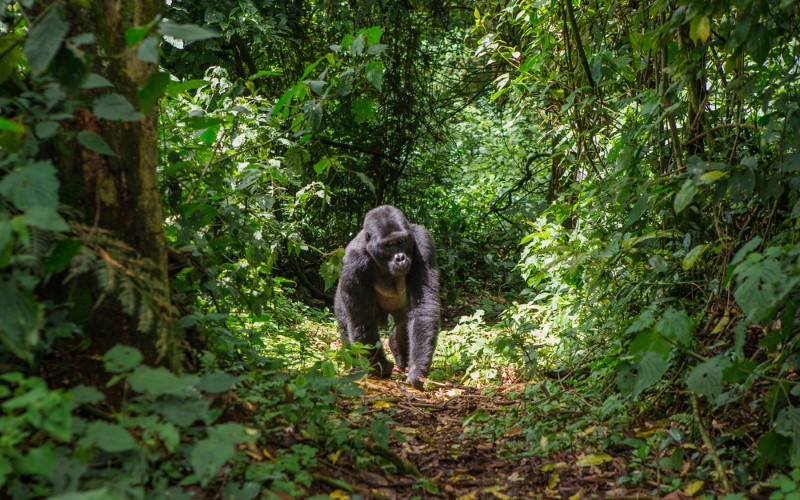 Bwindi Impenetrable Forest, Serengeti National