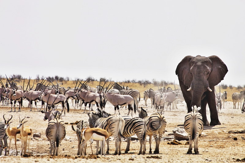 Etosha