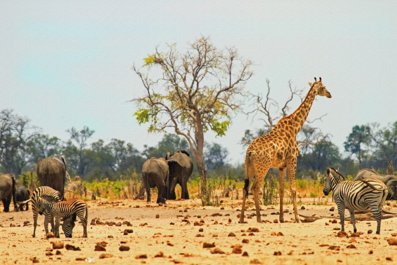 Hwange Nationaal Park