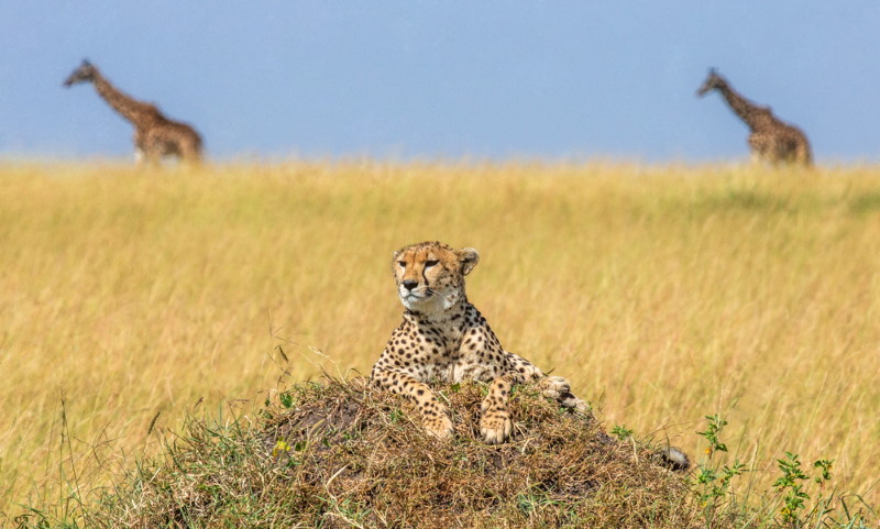 Maasai Mara