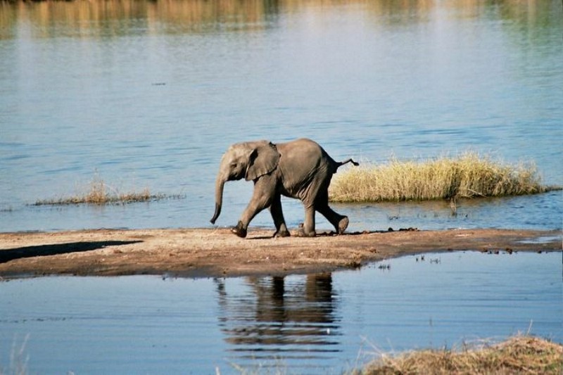 safariparken Safari