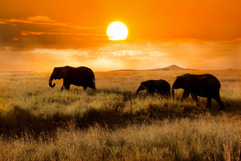 Serengeti National