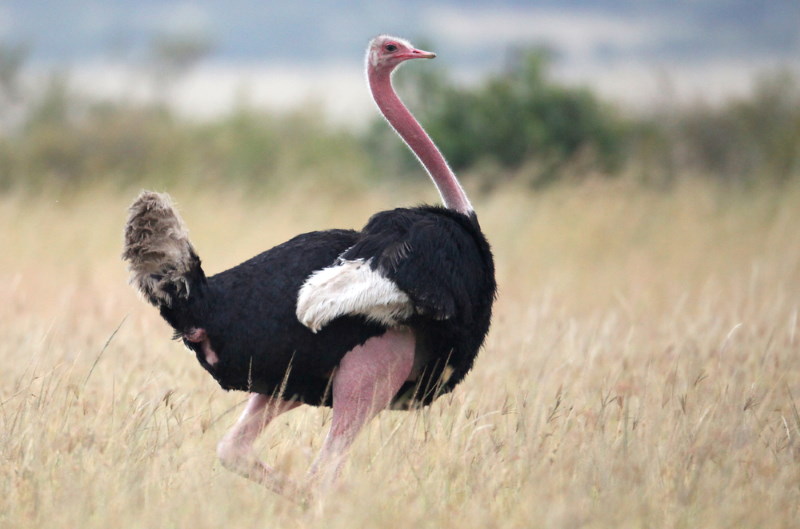 Oost Afrikaanse struisvogel